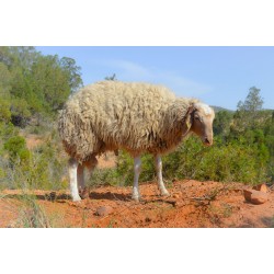 mouton 243