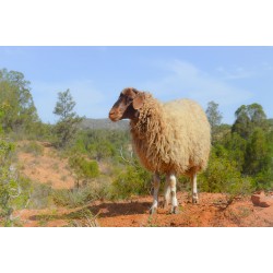 mouton 214