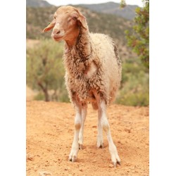 MOUTON 623