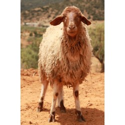 MOUTON 684