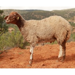 MOUTON 916