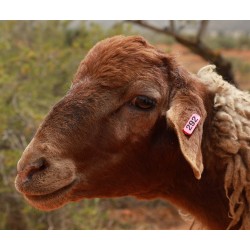MOUTON 292