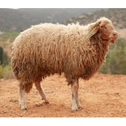 MOUTON 679