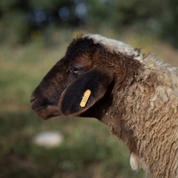 Mouton n°301