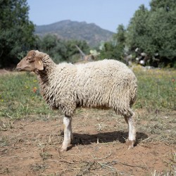Mouton n°306