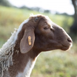 Mouton n°303