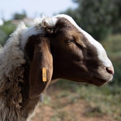 Mouton n°304