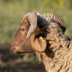 Mouton n°305