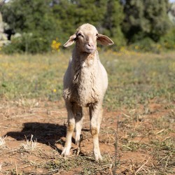 Mouton n°307