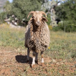 Mouton n°308