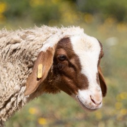 Mouton n°309