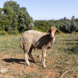 Mouton n°310