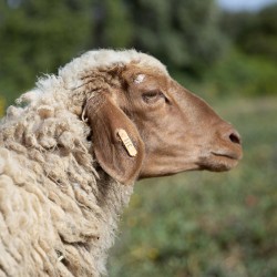 Mouton n°311