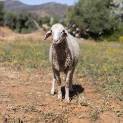 Mouton n°313