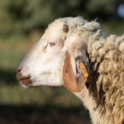 Mouton n°317