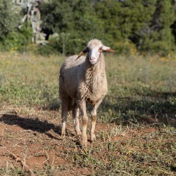 Mouton n°320