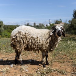 Mouton n°323