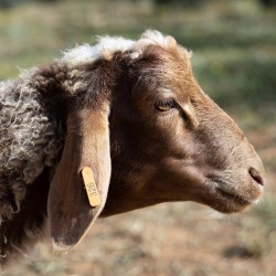 Mouton n°326