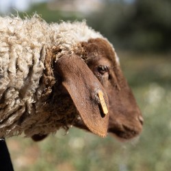 Mouton n°331
