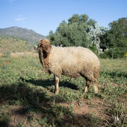 Mouton n°335