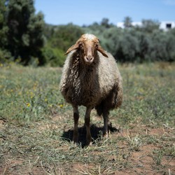 Mouton n°336