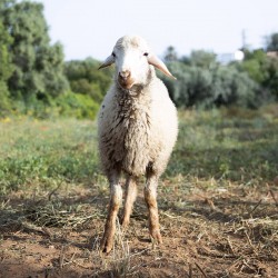 Mouton n°339