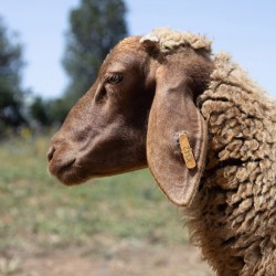 Mouton n°342