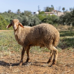 Mouton n°344
