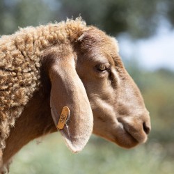 Mouton n°345