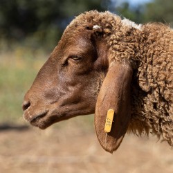Mouton n°347