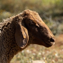 Mouton n°350