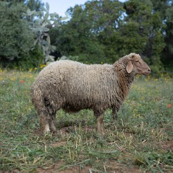Mouton n°355