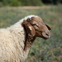Mouton n°357