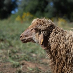 Mouton n°362