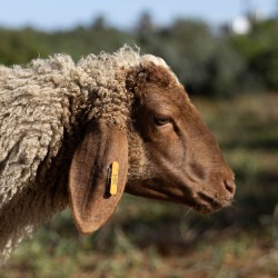 Mouton n°364