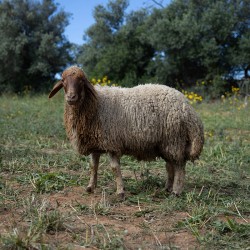 Mouton n°365