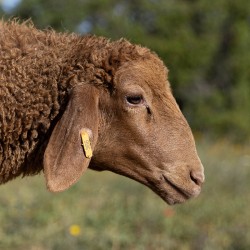 Mouton n°366