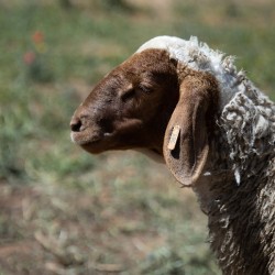 Mouton n°368