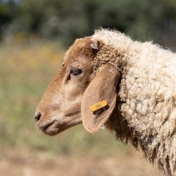 Mouton n°369