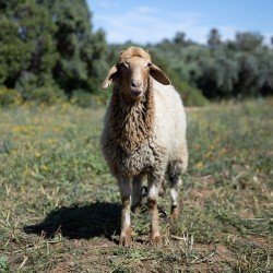 Mouton n°376