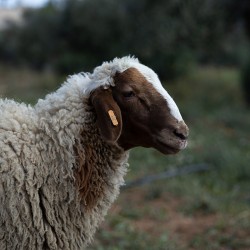 Mouton n°371