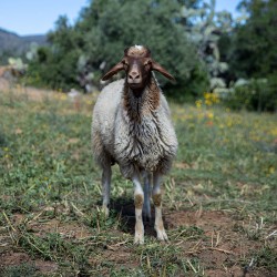 Mouton n°381