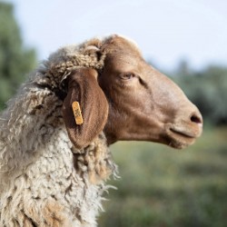 Mouton n°384