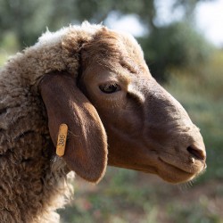 Mouton n°386