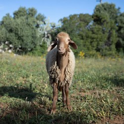 Mouton n°387