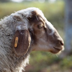 Mouton n°388