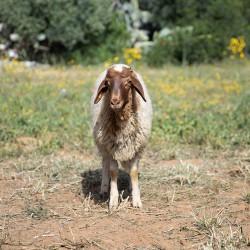 Mouton n°389