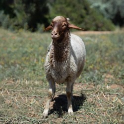 Mouton n°393