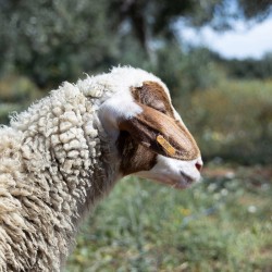 Mouton n°394