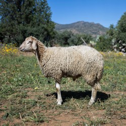 Mouton n°390